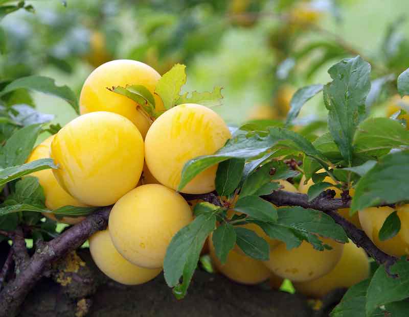 A,Bunch,Of,Ripe,Yellow,Plums,On,A,Tree